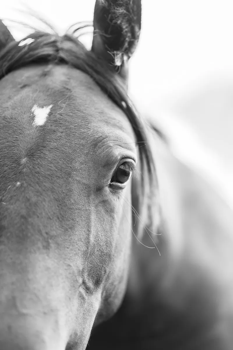 Black and white close-up of a horse's eye