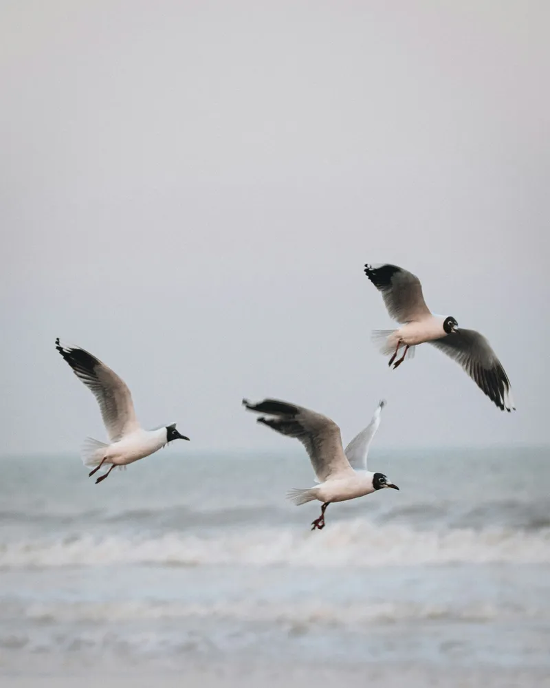 Three gulls flying over the sea