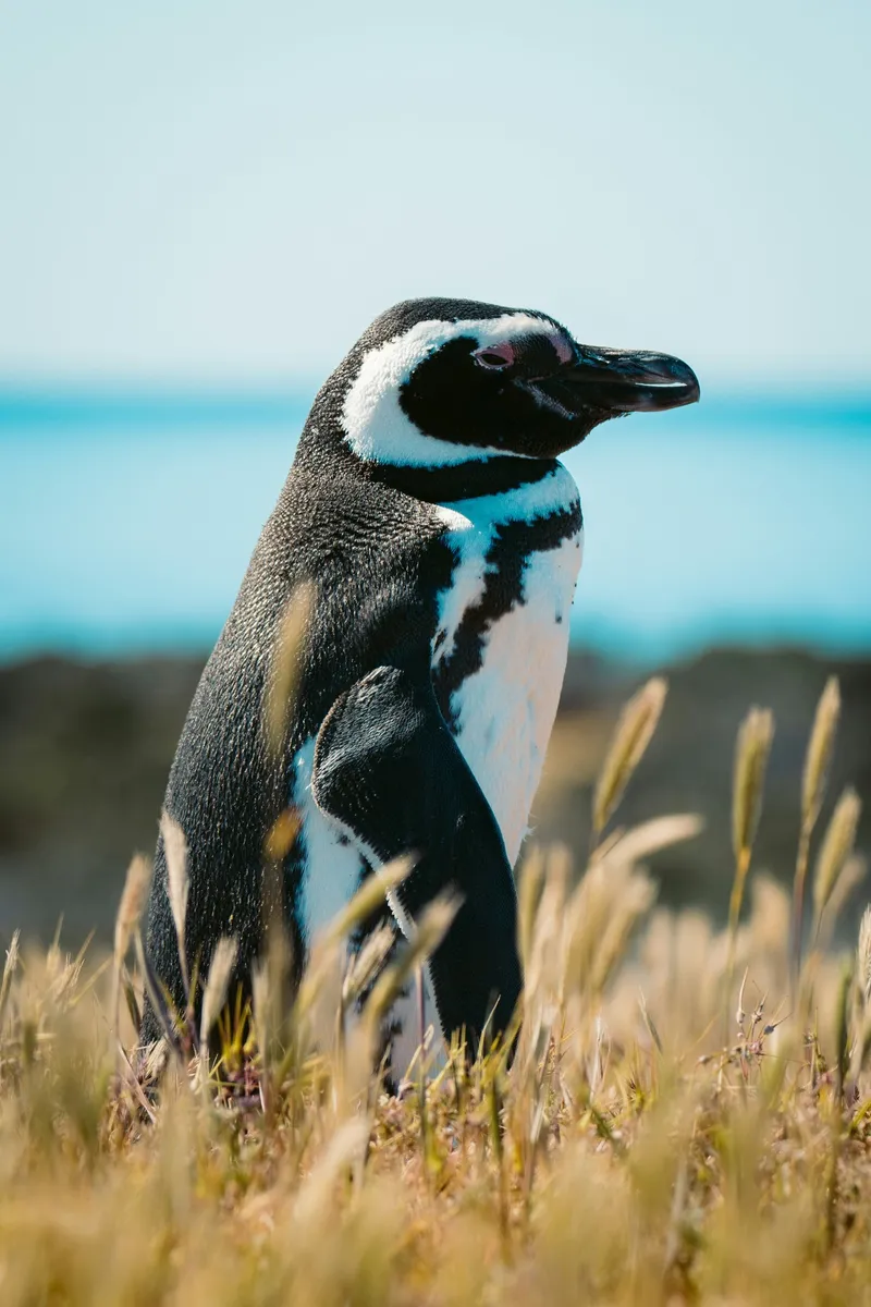 Magellanic penguin in tall grass