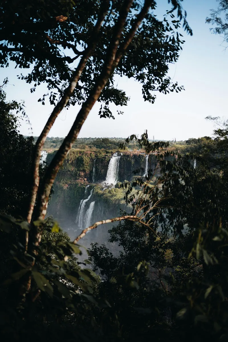 Iguazú Falls framed by trees