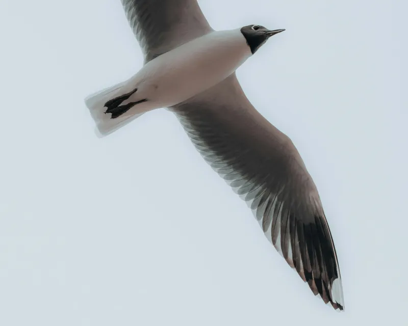 Gull in flight seen from below