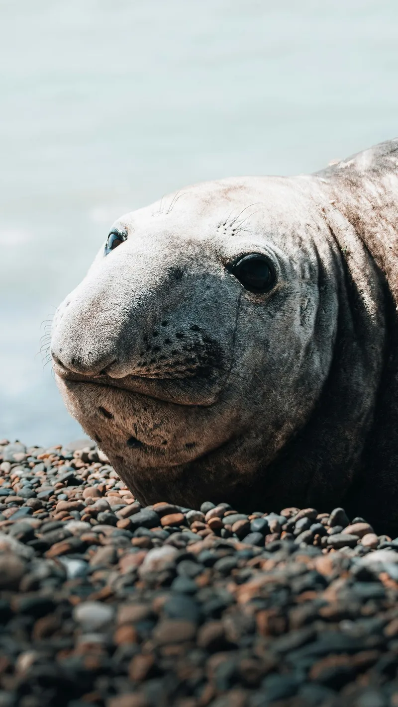 Elephant seal on a pebble beach