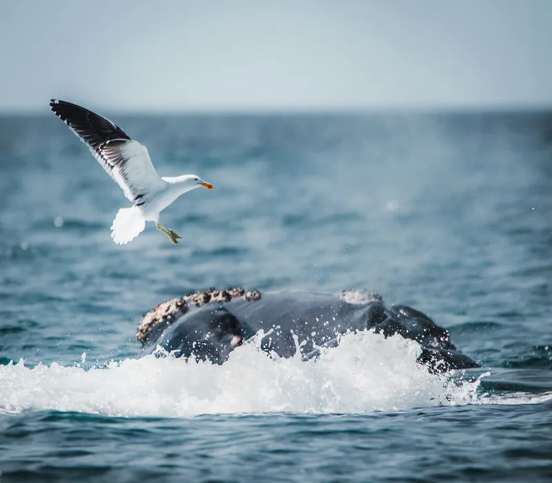Gull over a southern right whale