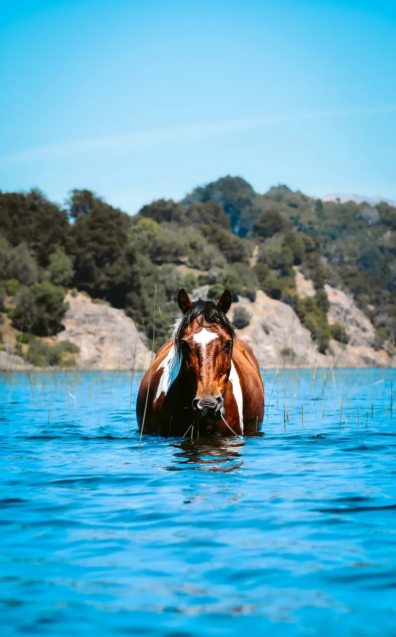 Horse standing in a lake