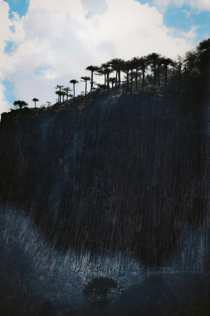 Araucarias atop a basalt cliff