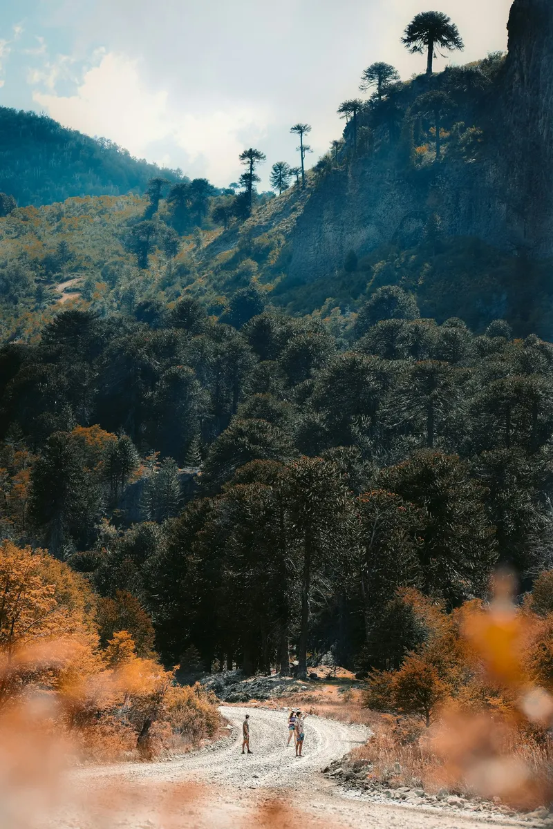 Gravel road through araucaria forest