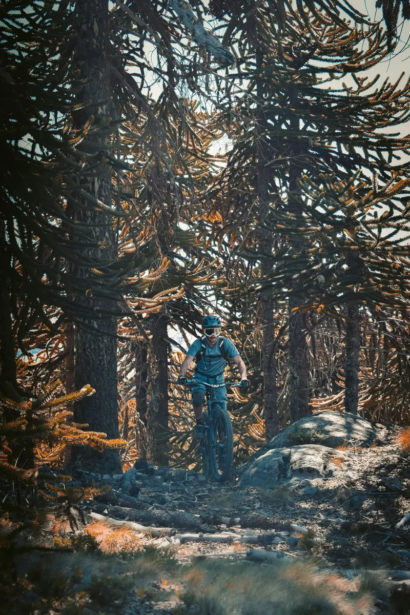 Mountain biker among araucarias