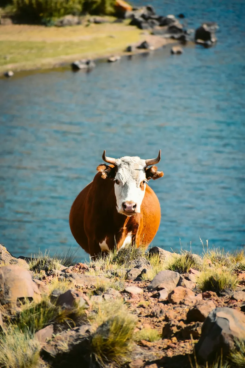 Cow by a mountain lagoon