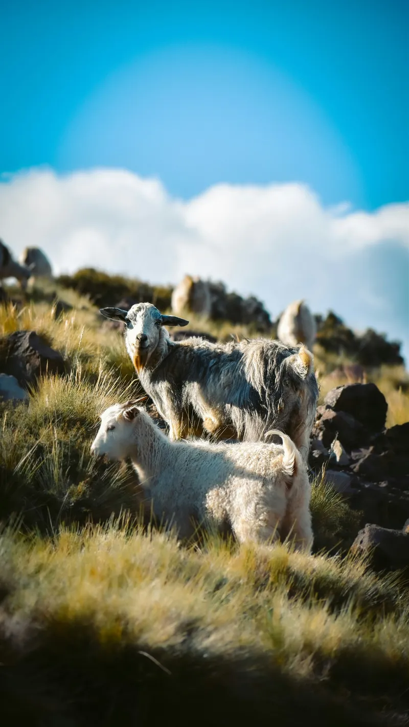 Goats on a hillside