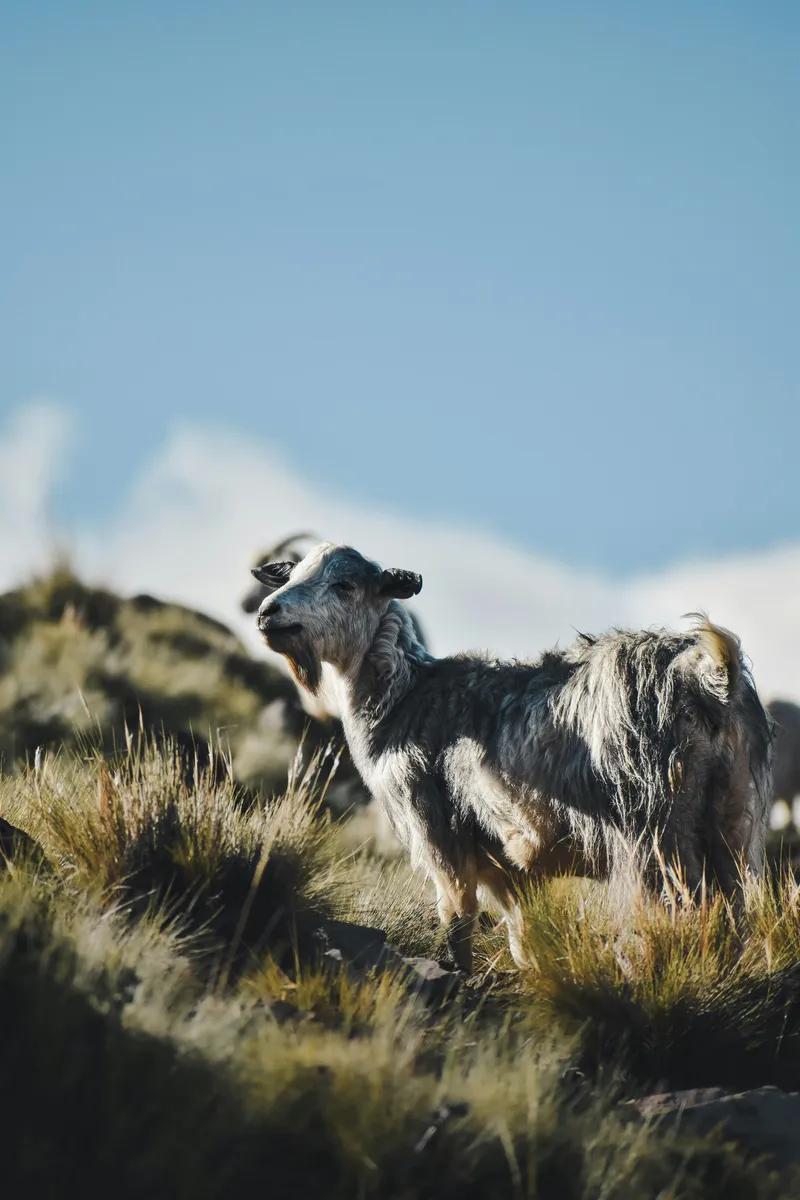 Goat on a mountain
