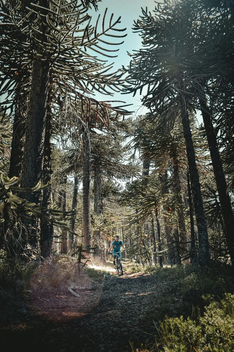 Biker on an araucaria forest trail